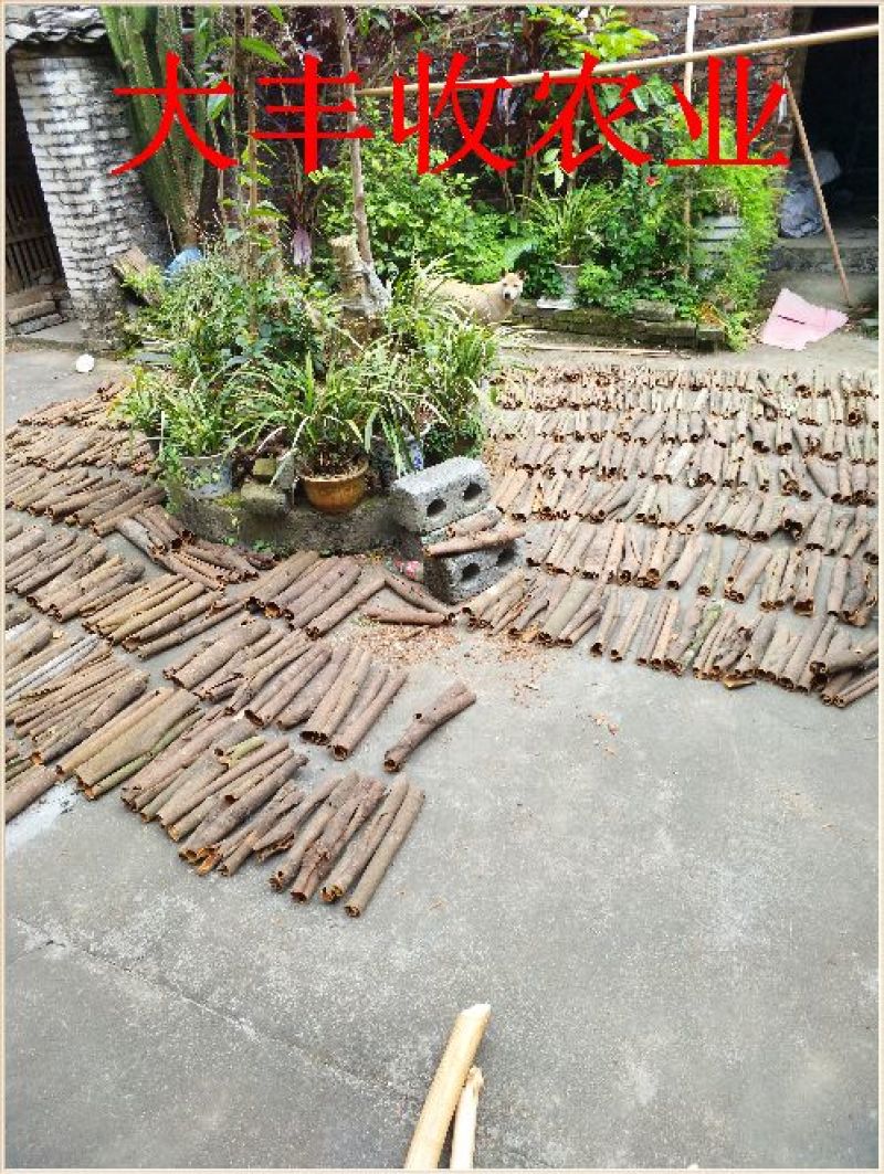 桂皮散装中通