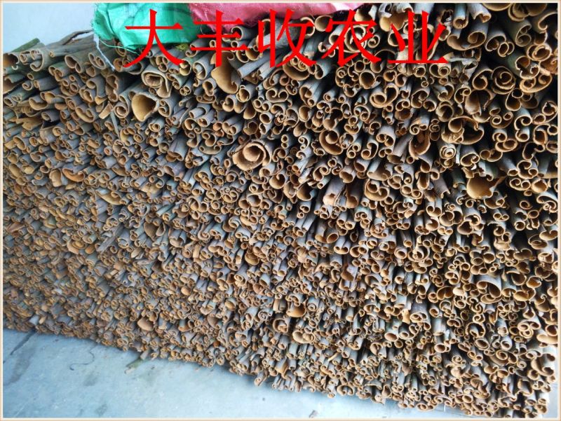 桂皮散装中通