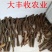 桂皮散装中通