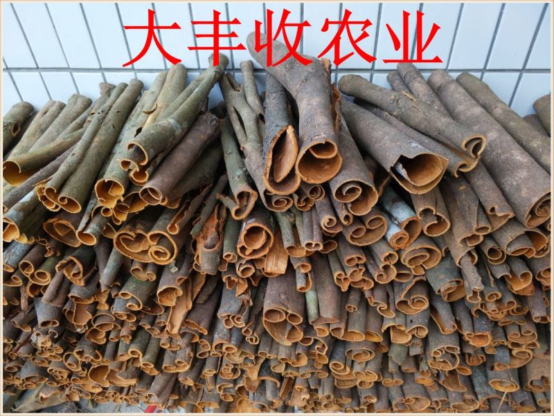 桂皮散装中通