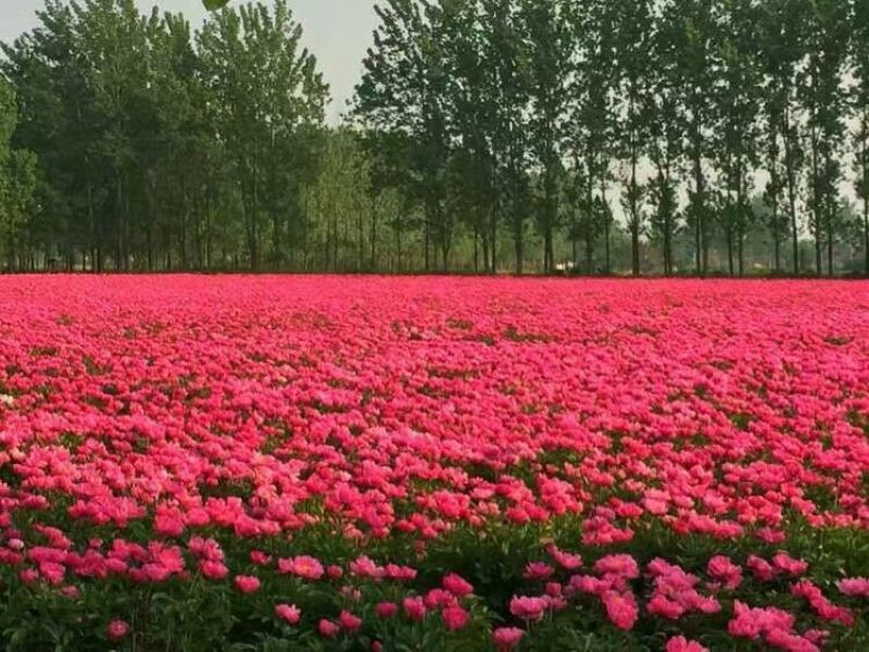 芍药苗10~20cm