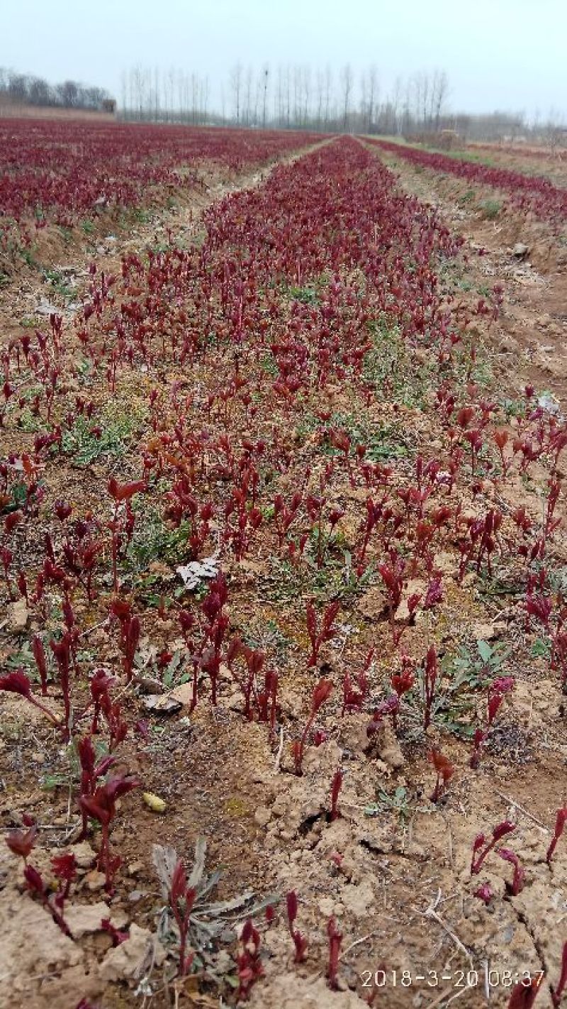 芍药苗10~20cm