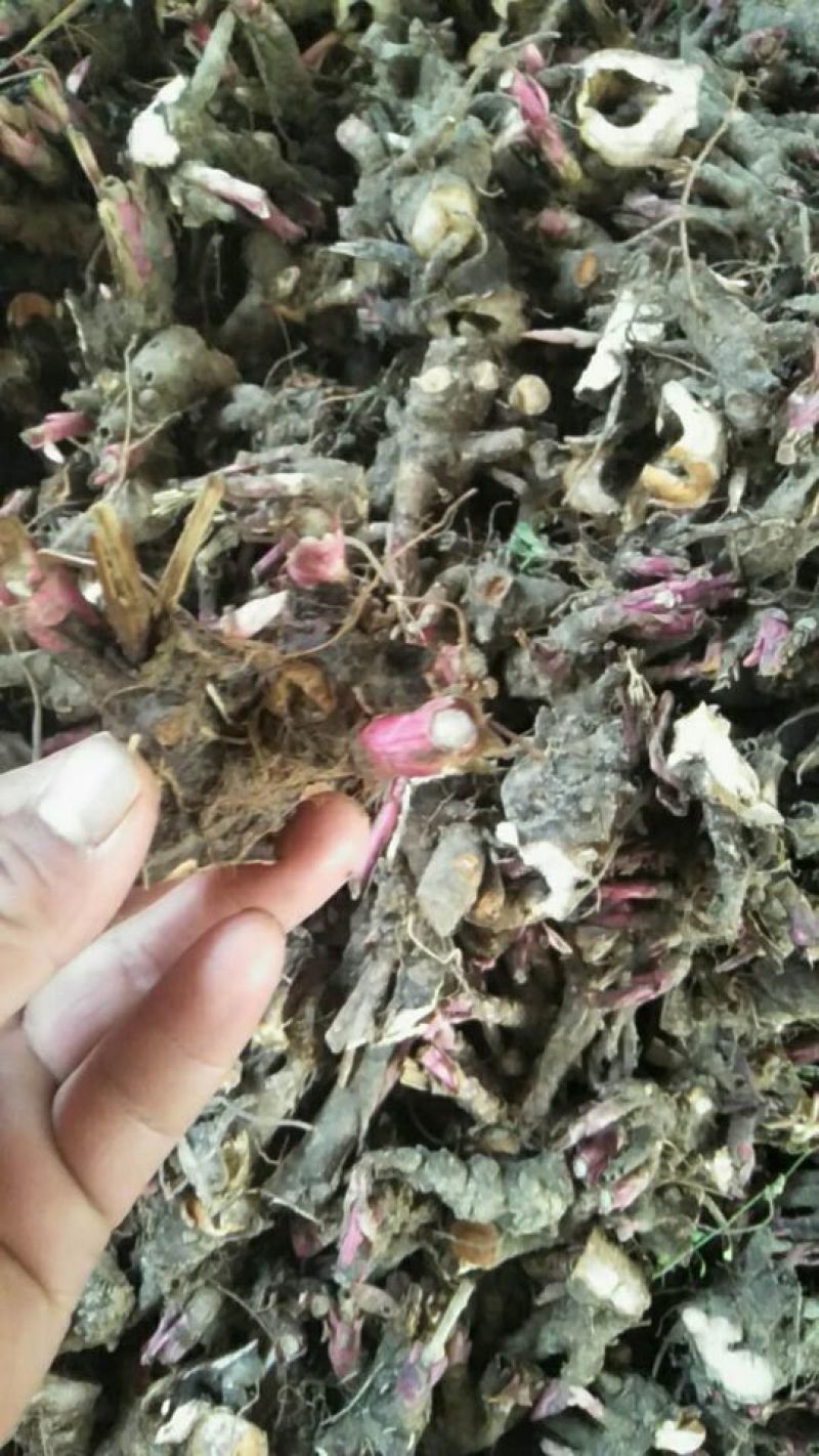 芍药苗10~20cm
