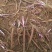 芍药苗10~20cm