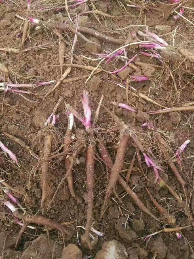芍药苗10~20cm
