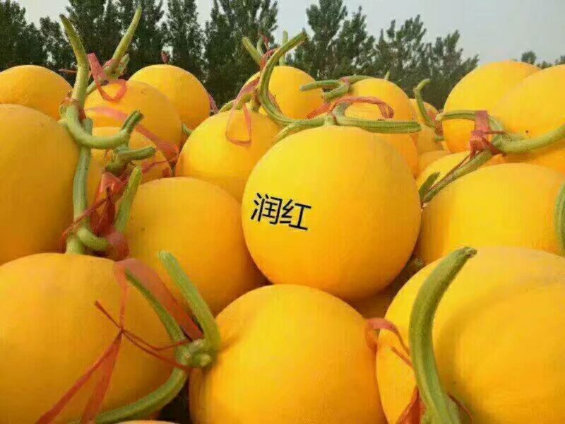九红瑞香瓜1斤以上