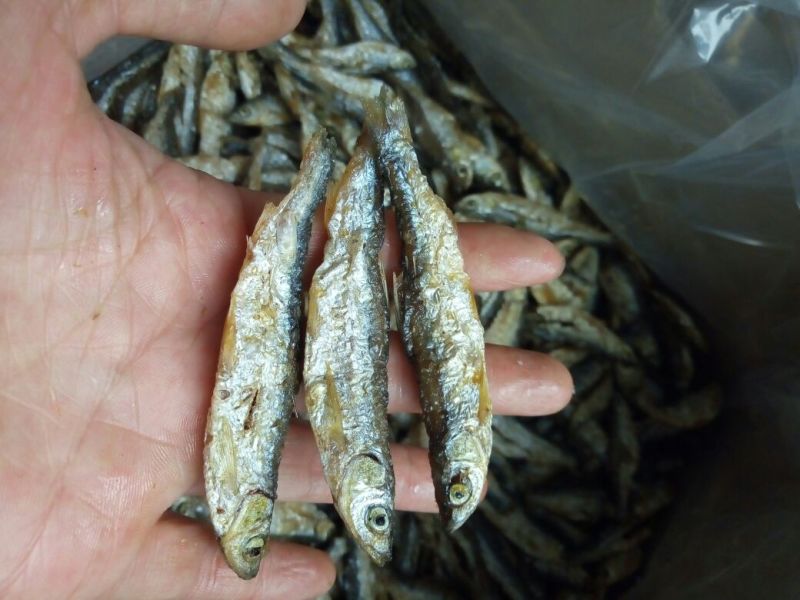 10公分左右开肚鱼干炸鱼开肚鱼干，原汁原味无添加