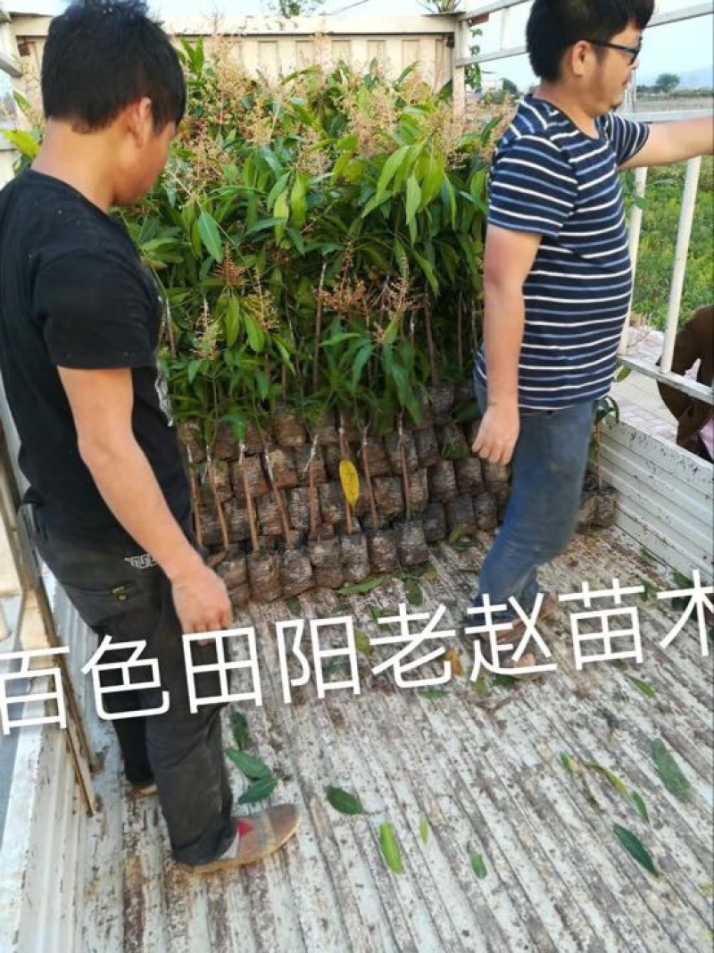芒果苗1~1.5m