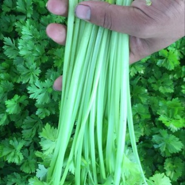 香芹45cm以上常年供应永不断货