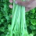 香芹45cm以上常年供应永不断货