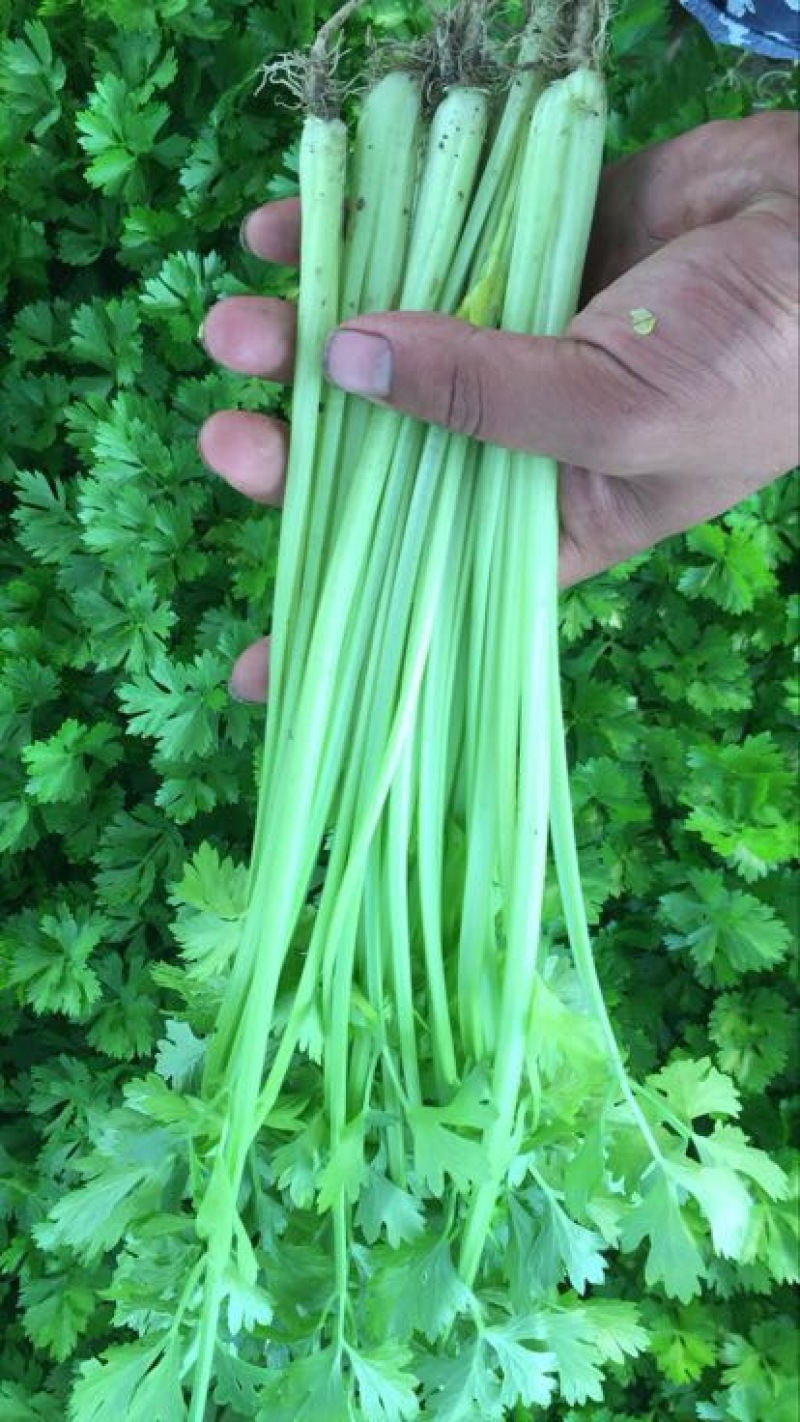 香芹45cm以上常年供应永不断货