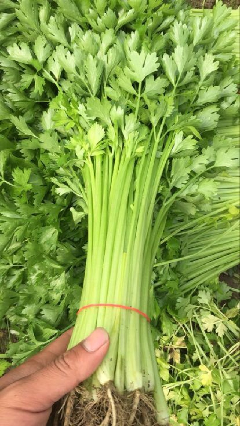香芹45cm以上常年供应永不断货