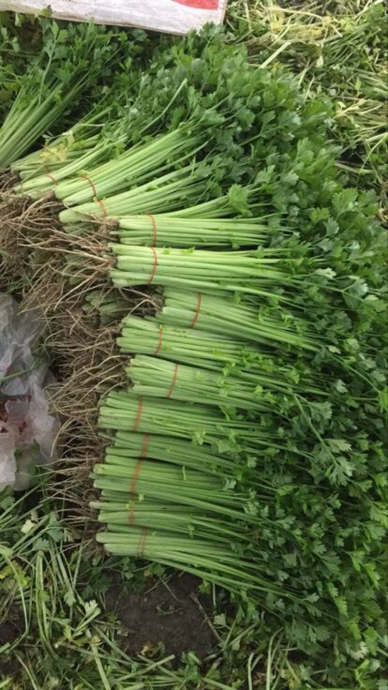 香芹45cm以上常年供应永不断货