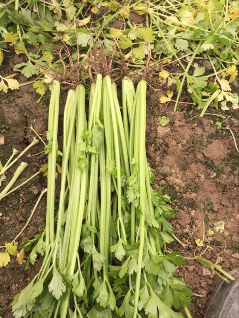 香芹45cm以上常年供应永不断货