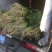 香芹45cm以上常年供应永不断货