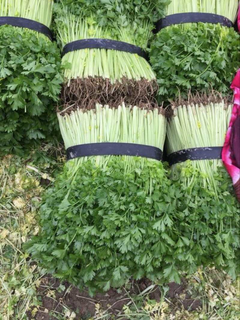 香芹45cm以上常年供应永不断货