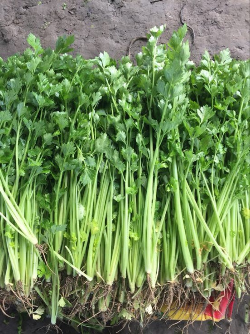 香芹45cm以上常年供应永不断货