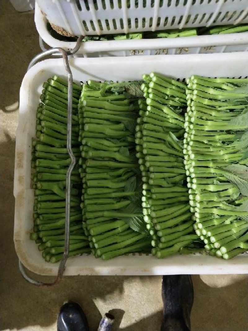 苔菜
