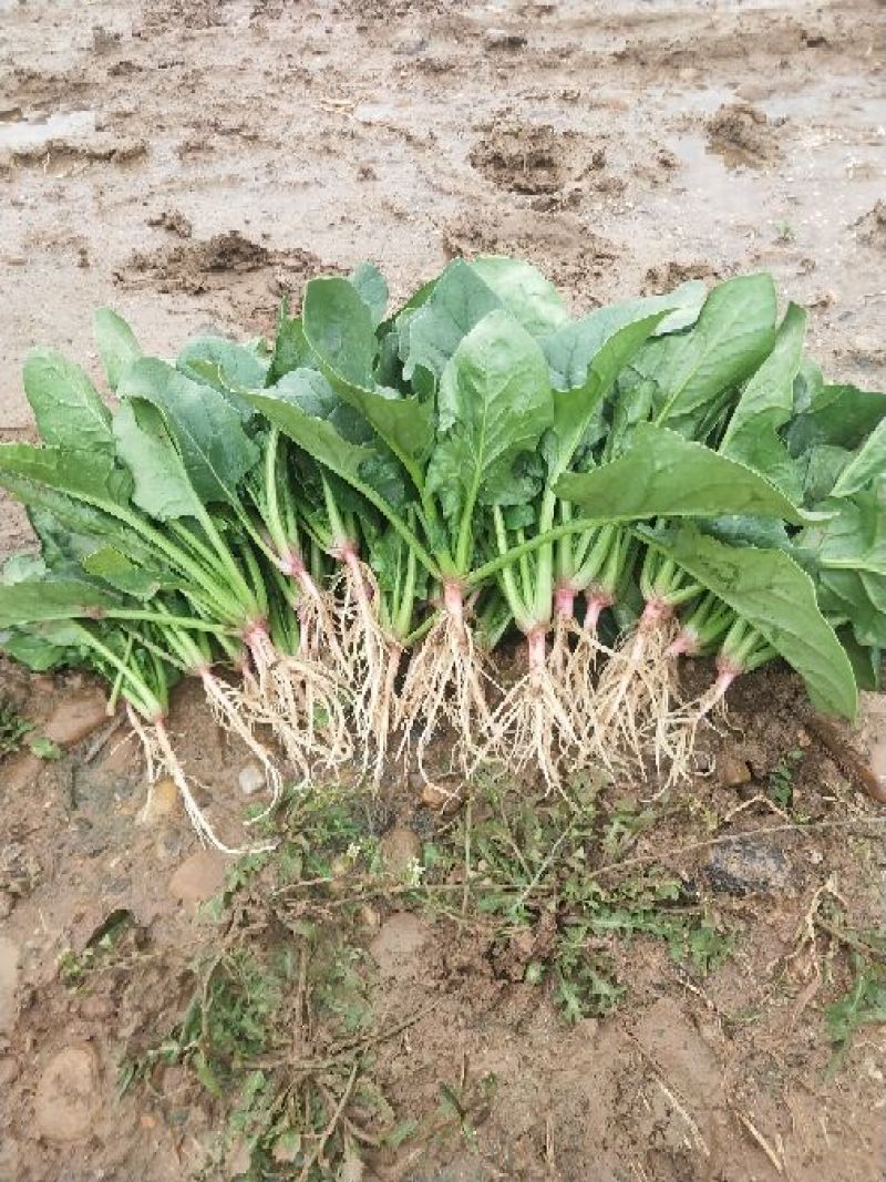 苔菜