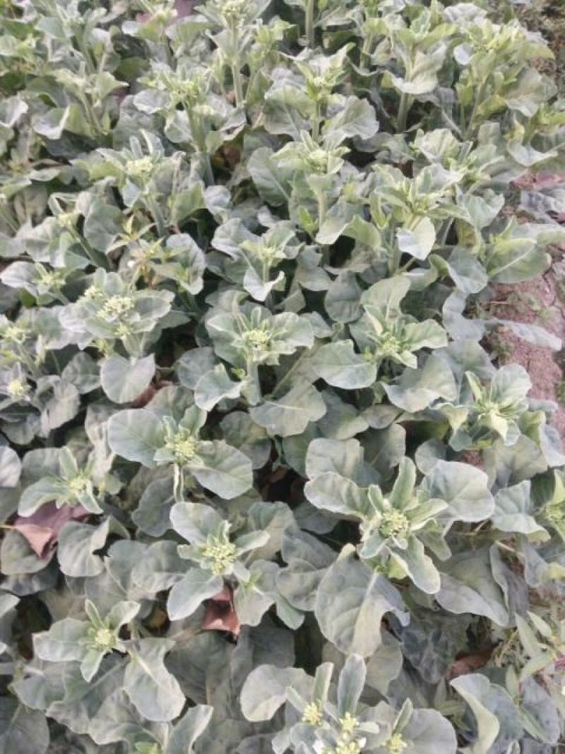 苔菜