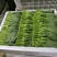 苔菜