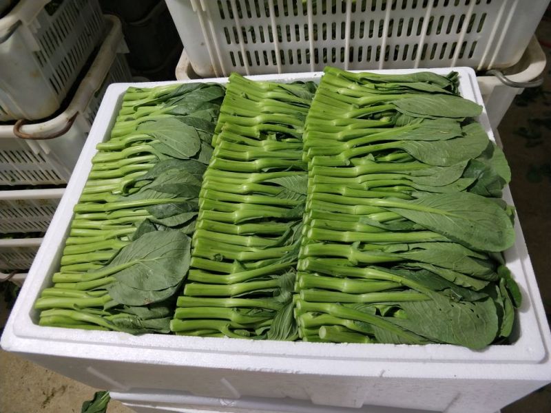 苔菜