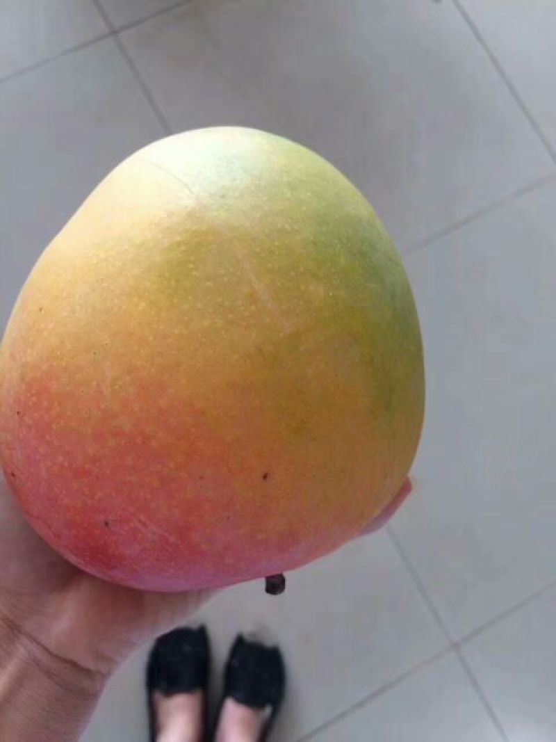 澳芒10两以上