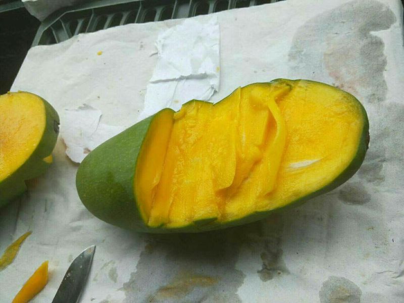 大青芒海南大青芒