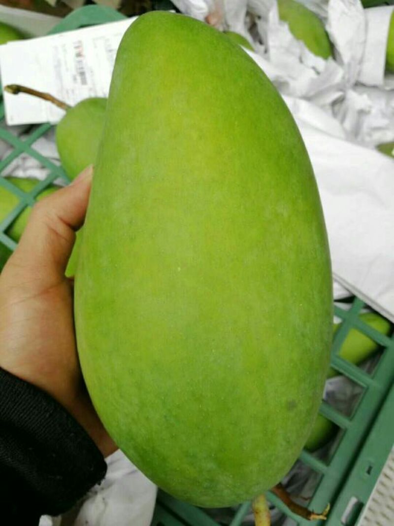 大青芒海南大青芒