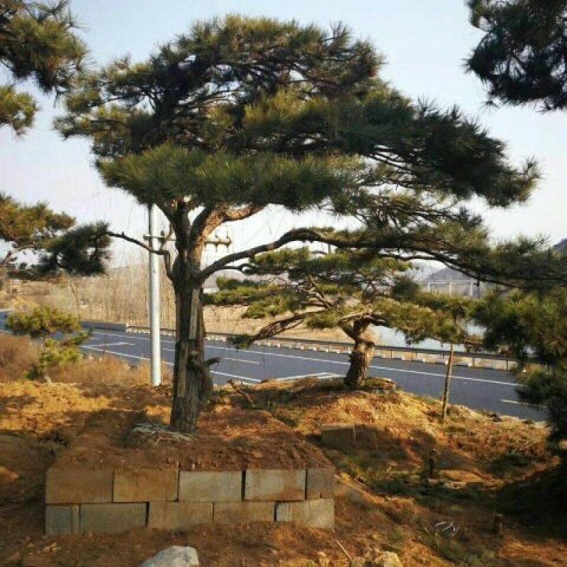 松树2.5~3m