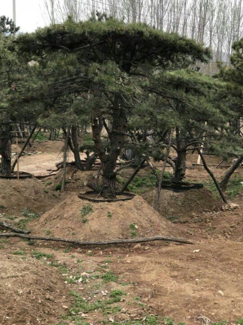 松树2.5~3m
