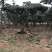 松树2.5~3m