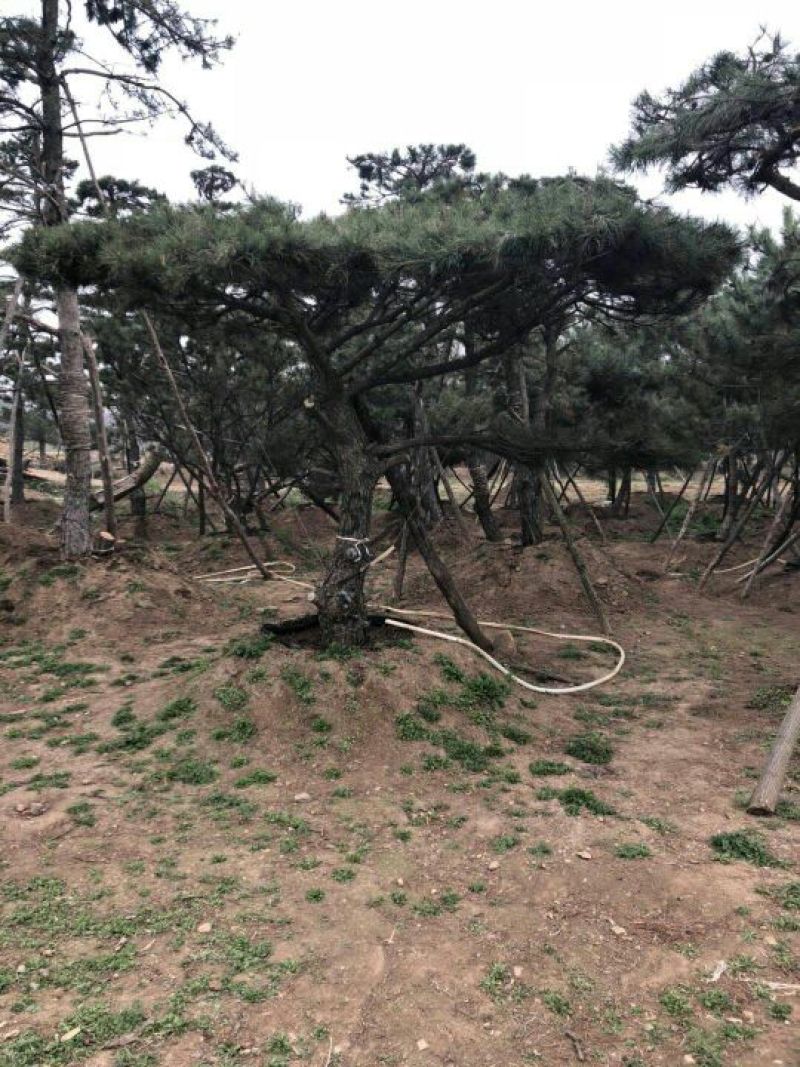 松树2.5~3m