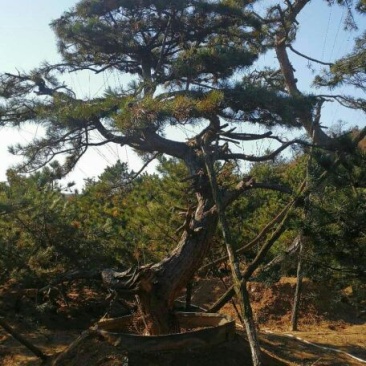 松树2.5~3m