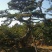 松树2.5~3m
