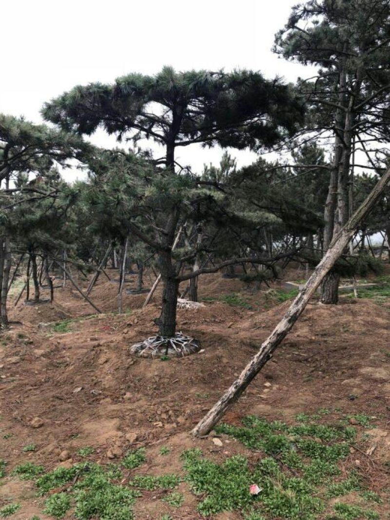 松树2.5~3m
