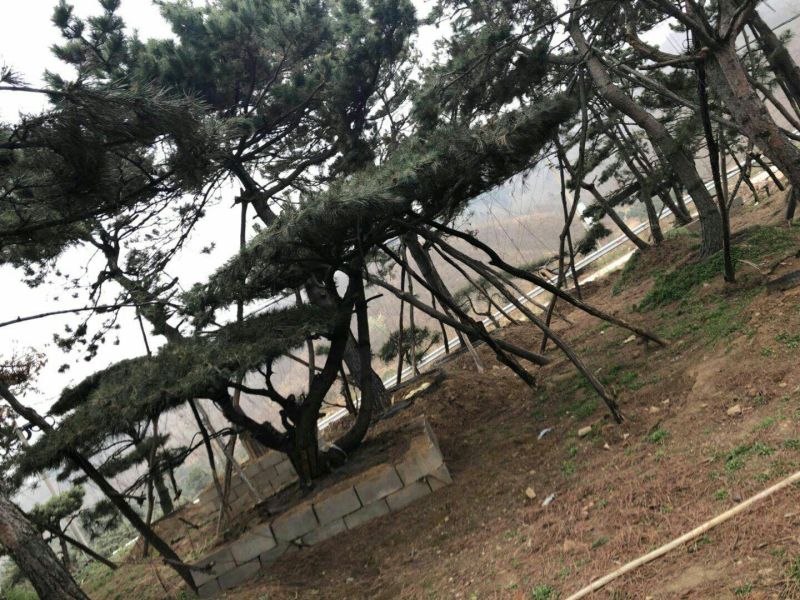 松树2.5~3m