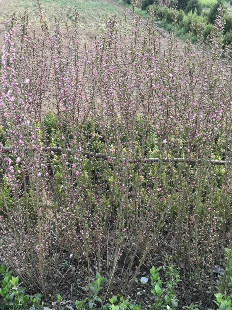 桃红30~50cm