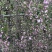桃红30~50cm