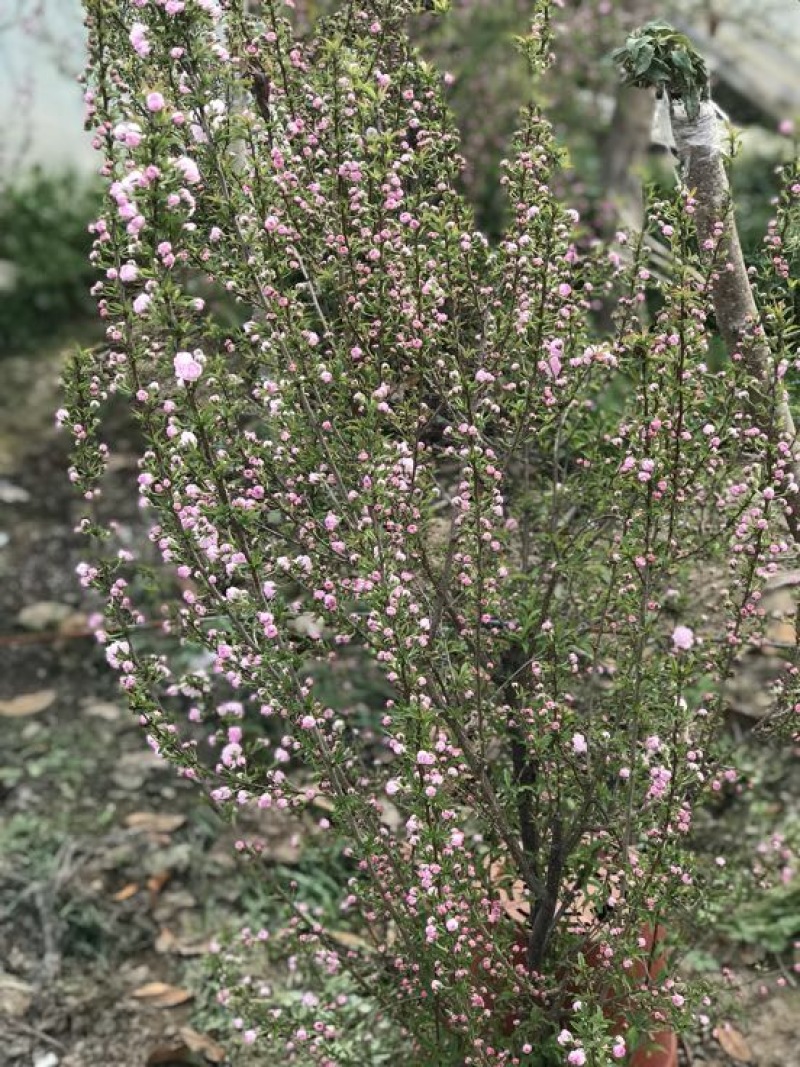 桃红30~50cm
