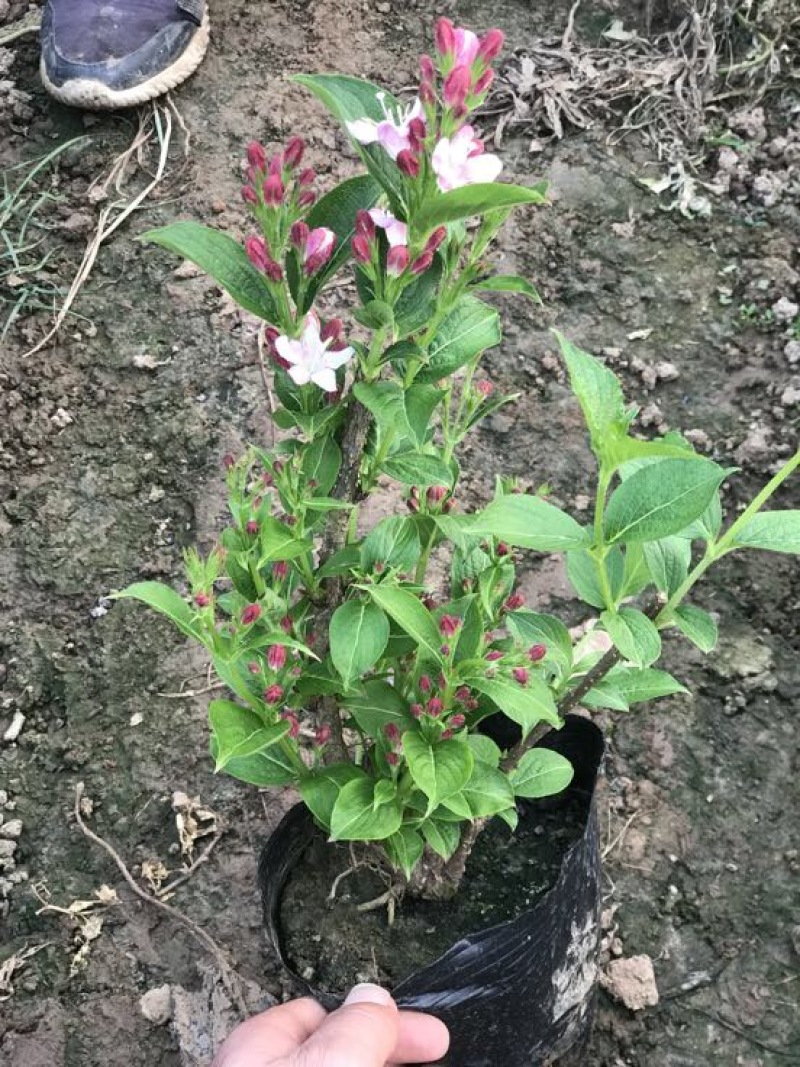 桃红30~50cm