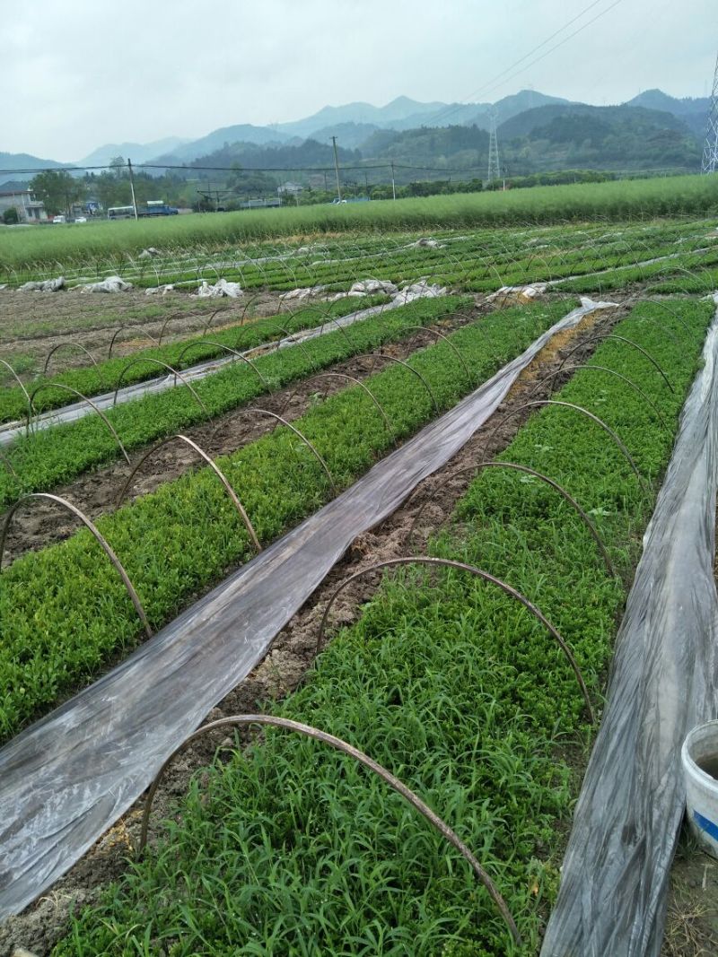 枳壳苗南方种子留床枳壳苗移植成活即可嫁接
