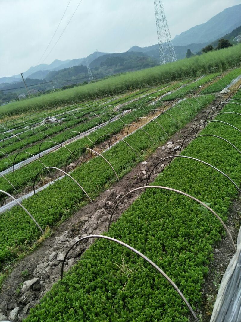 枳壳苗南方种子留床枳壳苗移植成活即可嫁接