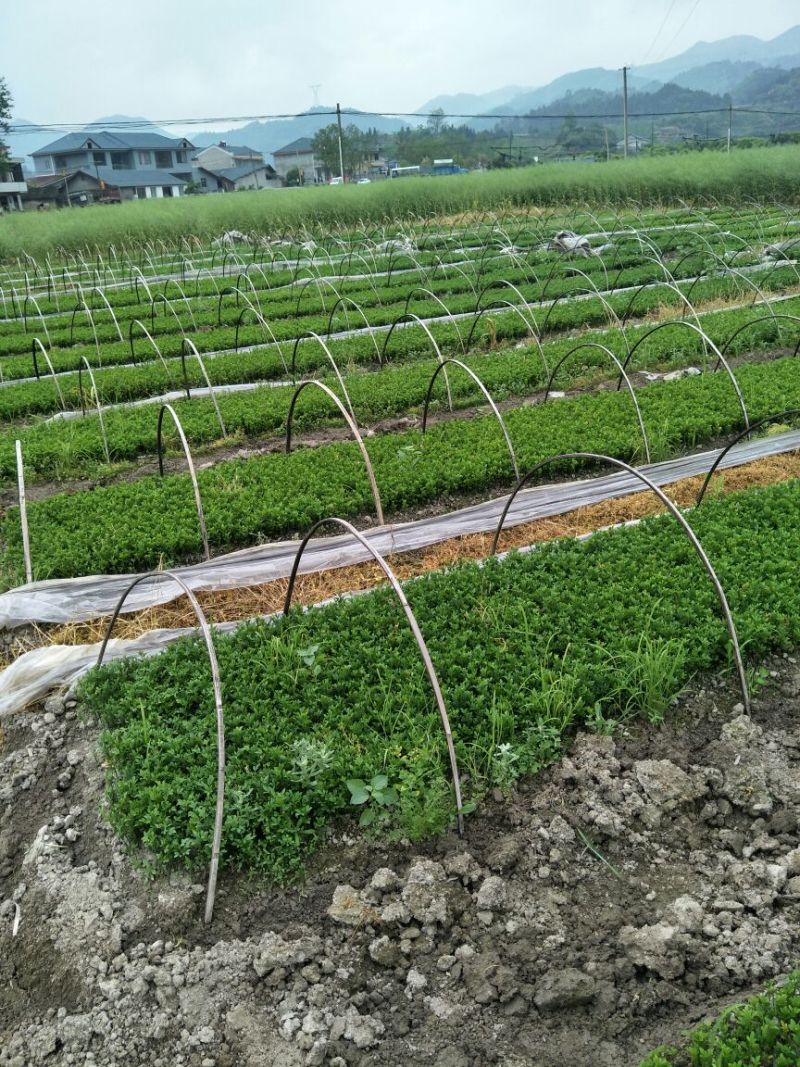 枳壳苗南方种子留床枳壳苗移植成活即可嫁接