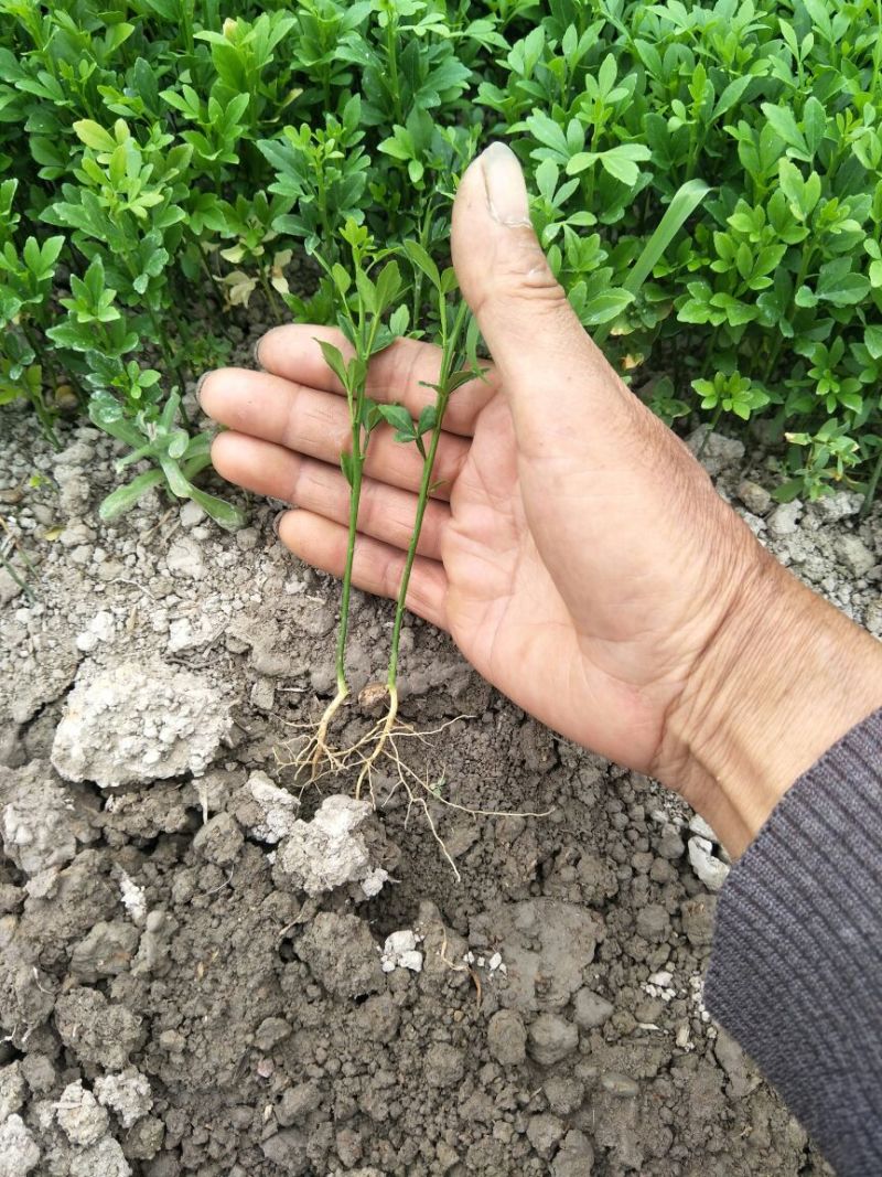 枳壳苗南方种子留床枳壳苗移植成活即可嫁接