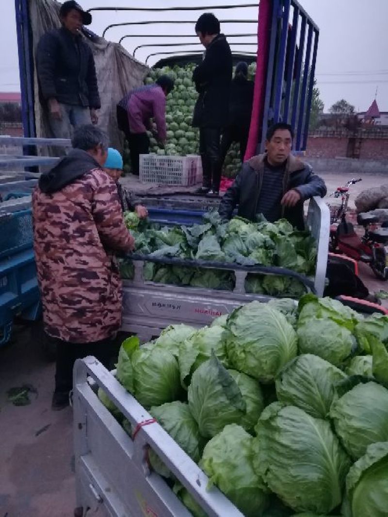 精品韩国新鲜应季蔬菜绿甘蓝/基地直供/一手货源/品质保证