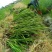 茭白种苗