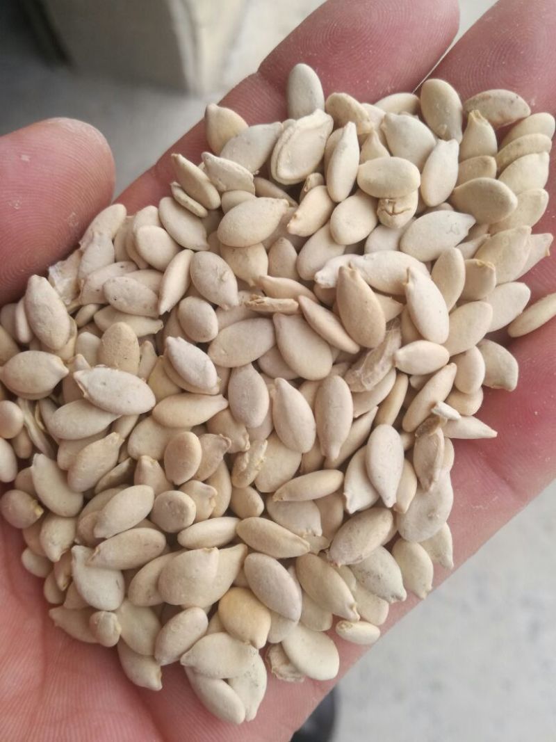 冬瓜子，双边，单边，一级质量，饱满度好，净度好