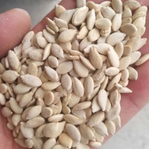 冬瓜子，双边，单边，一级质量，饱满度好，净度好