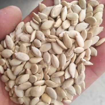 冬瓜子，双边，单边，一级质量，饱满度好，净度好